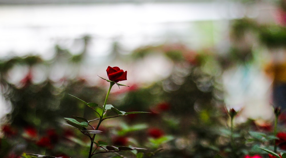 a single red rose in a garden filled with red flowers