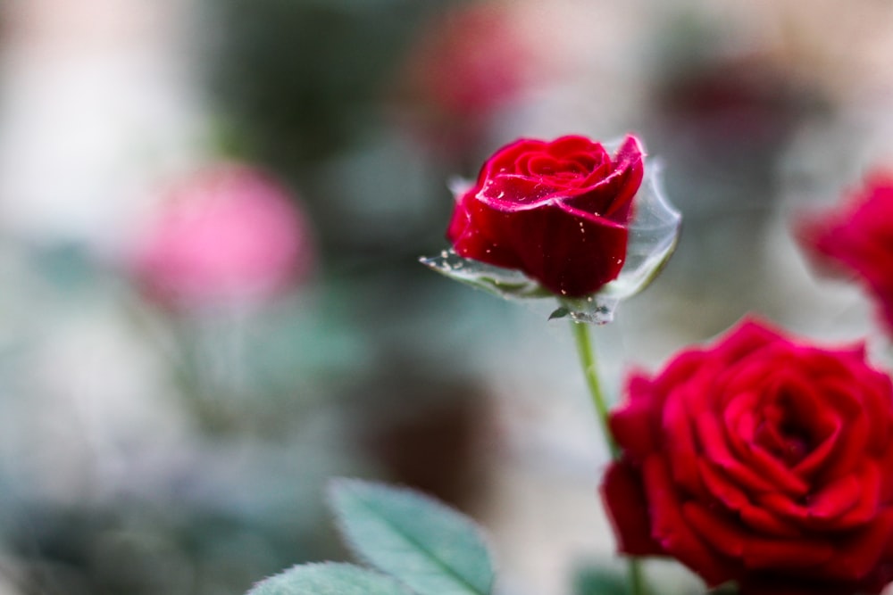 a close up of a single red rose