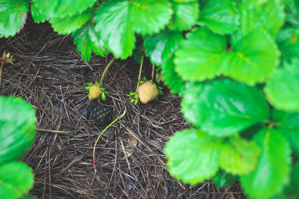 a couple of strawberries sitting on top of a forest floor