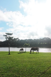 Horses grazing peacefully in a tranquil field.