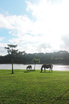 Horses grazing peacefully in a tranquil field.
