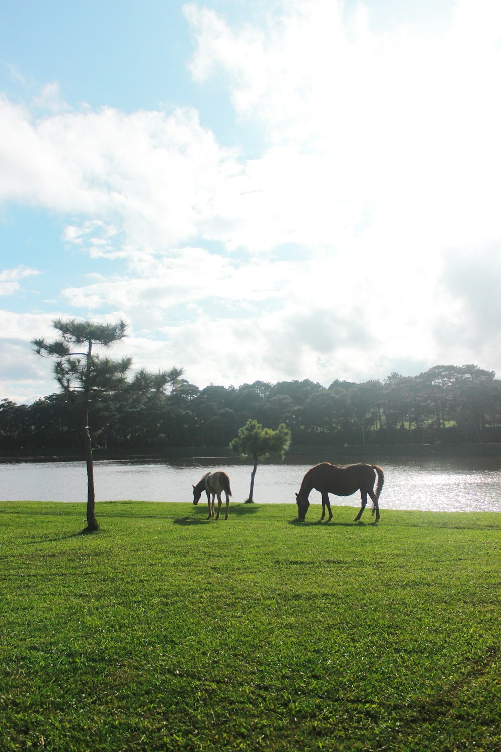 a group of horses grazing on a lush green field