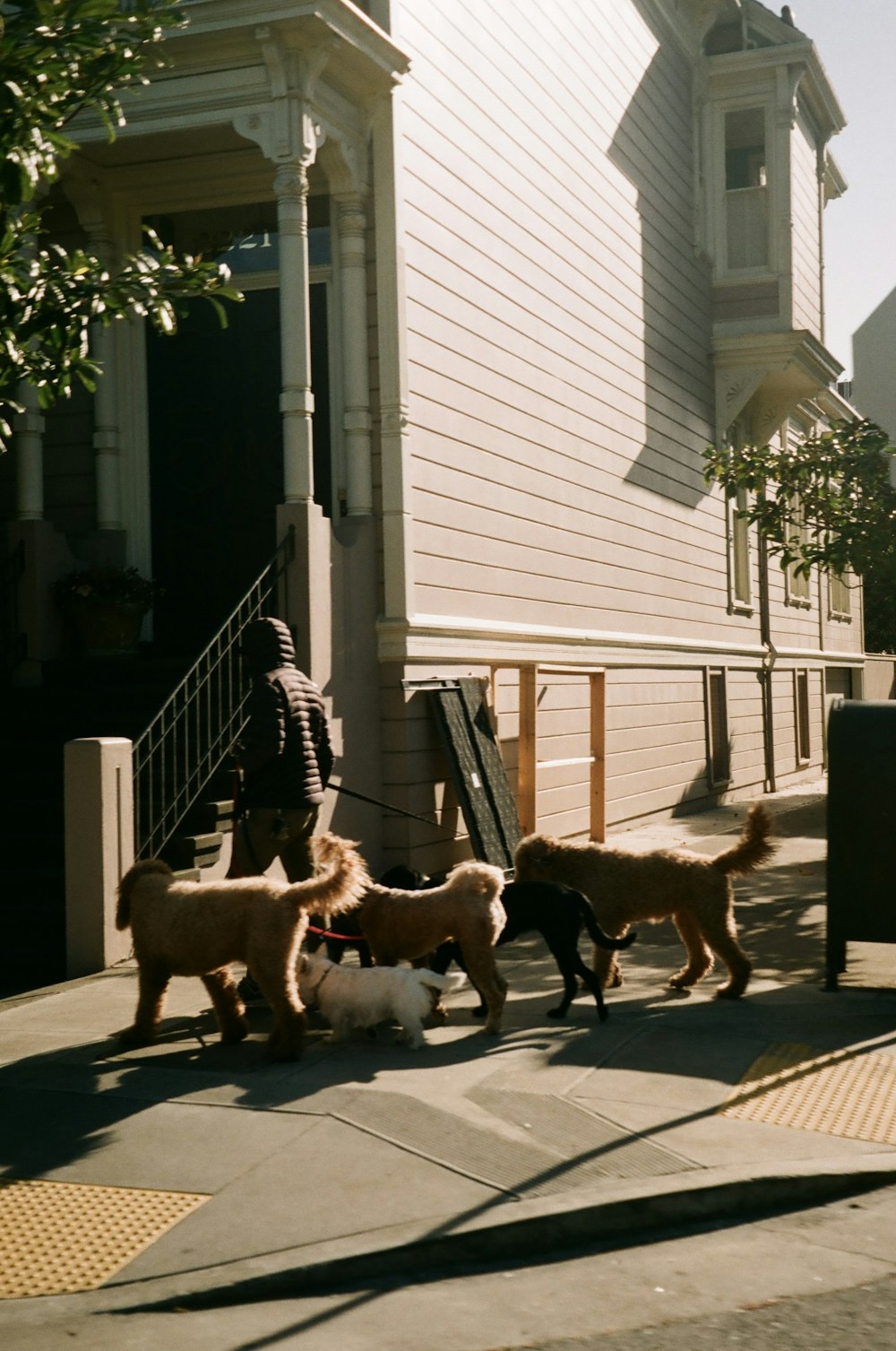 a group of dogs walking down a sidewalk