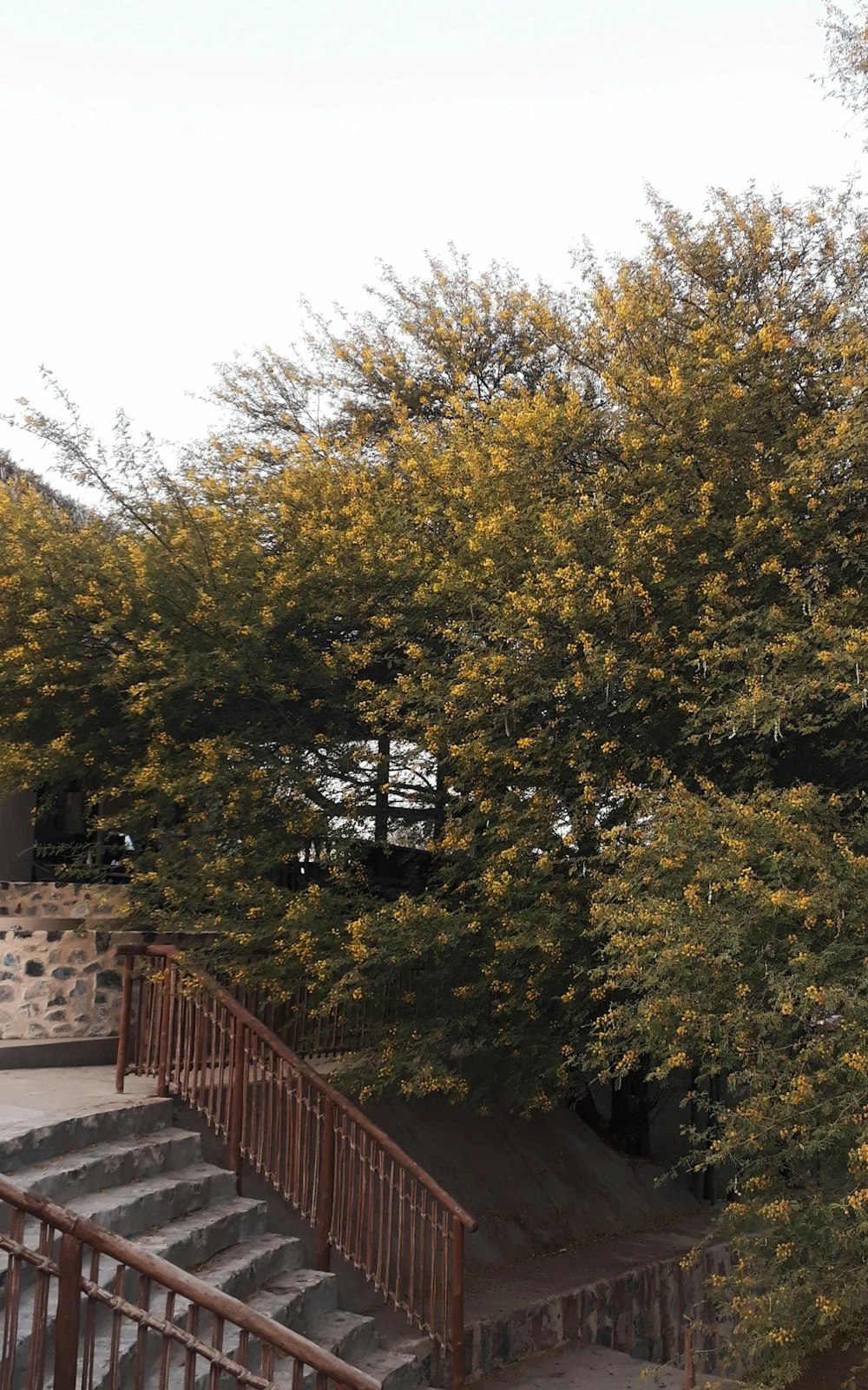 a large tree with yellow leaves in a park