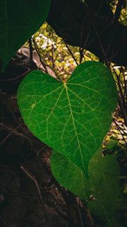 A close-up view of a large, vibrant green heart-shaped leaf with visible veins, surrounded by other foliage. The background is a mix of leaves and branches, creating a natural and serene forest setting.