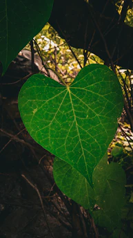 A close-up view of a large, vibrant green heart-shaped leaf with visible veins, surrounded by other foliage. The background is a mix of leaves and branches, creating a natural and serene forest setting.