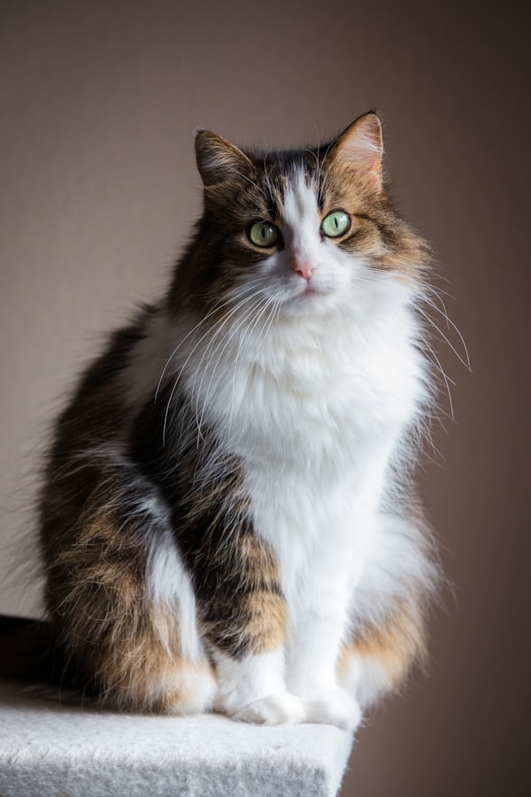 Katze sitzt ruhig auf einem Tisch
