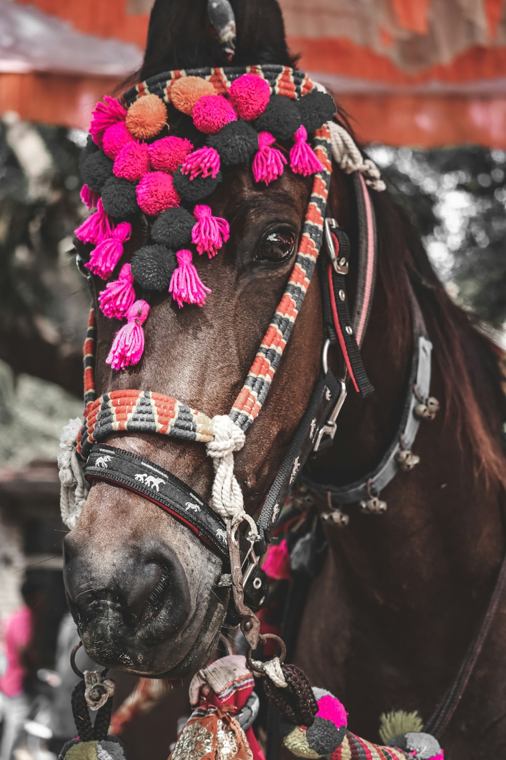 a brown horse wearing a colorful head piece