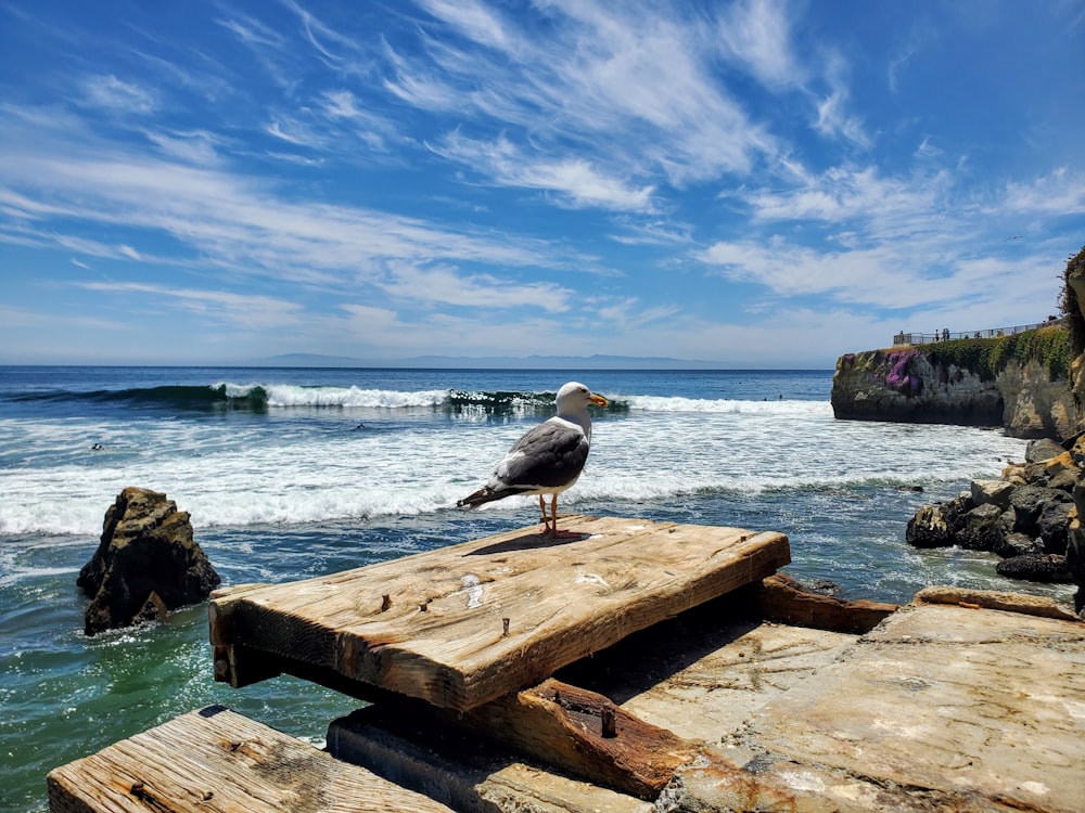 a seagull sitting on top of a wooden dock