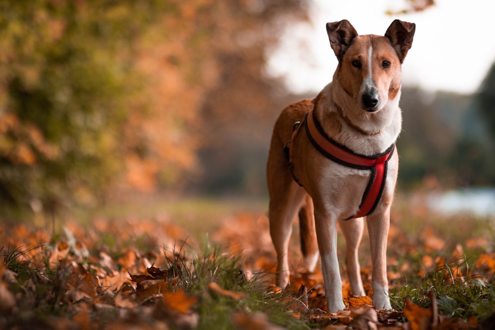 a brown and white dog standing on top of a leaf covered field
