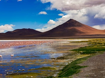 A landscape featuring a serene lake with numerous flamingos scattered across the water. The background showcases a prominent mountain with a smooth slope, under a partly cloudy blue sky. The foreground includes vibrant greenery and patches of water with reflections.