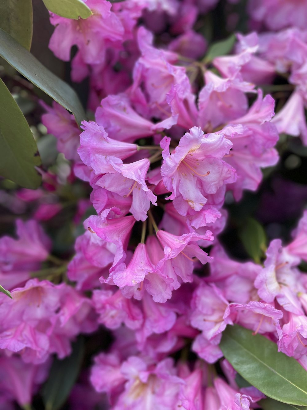 a bunch of purple flowers with green leaves