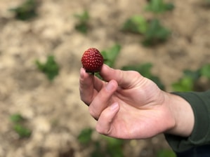 a person holding a strawberry in their hand