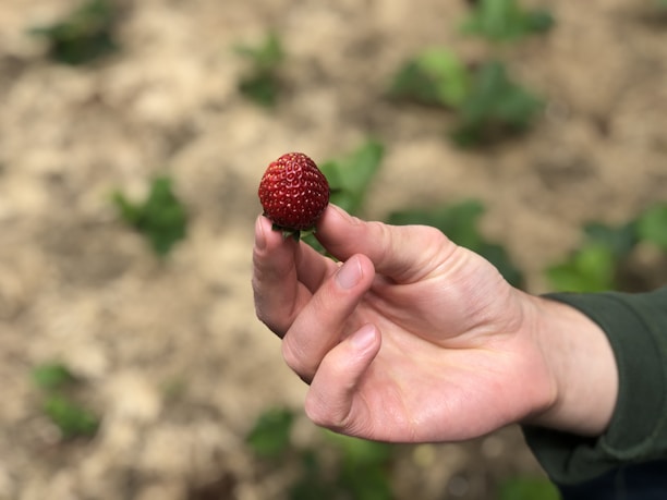 a person holding a strawberry in their hand