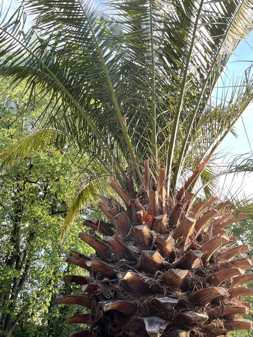 a close up of a palm tree with a sky background