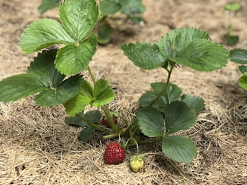 a strawberry plant with green leaves and red berries