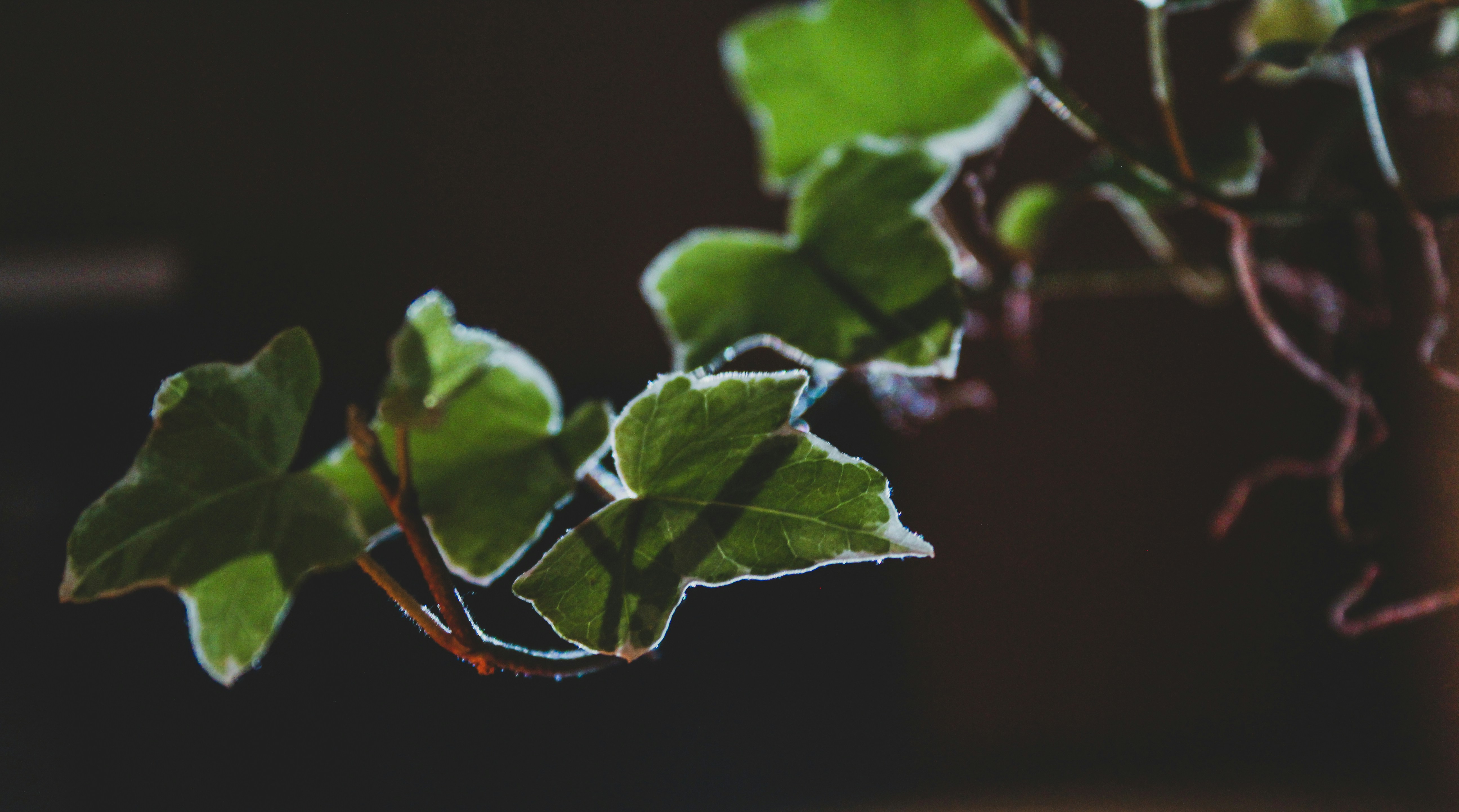 Photo by czapp_arpad