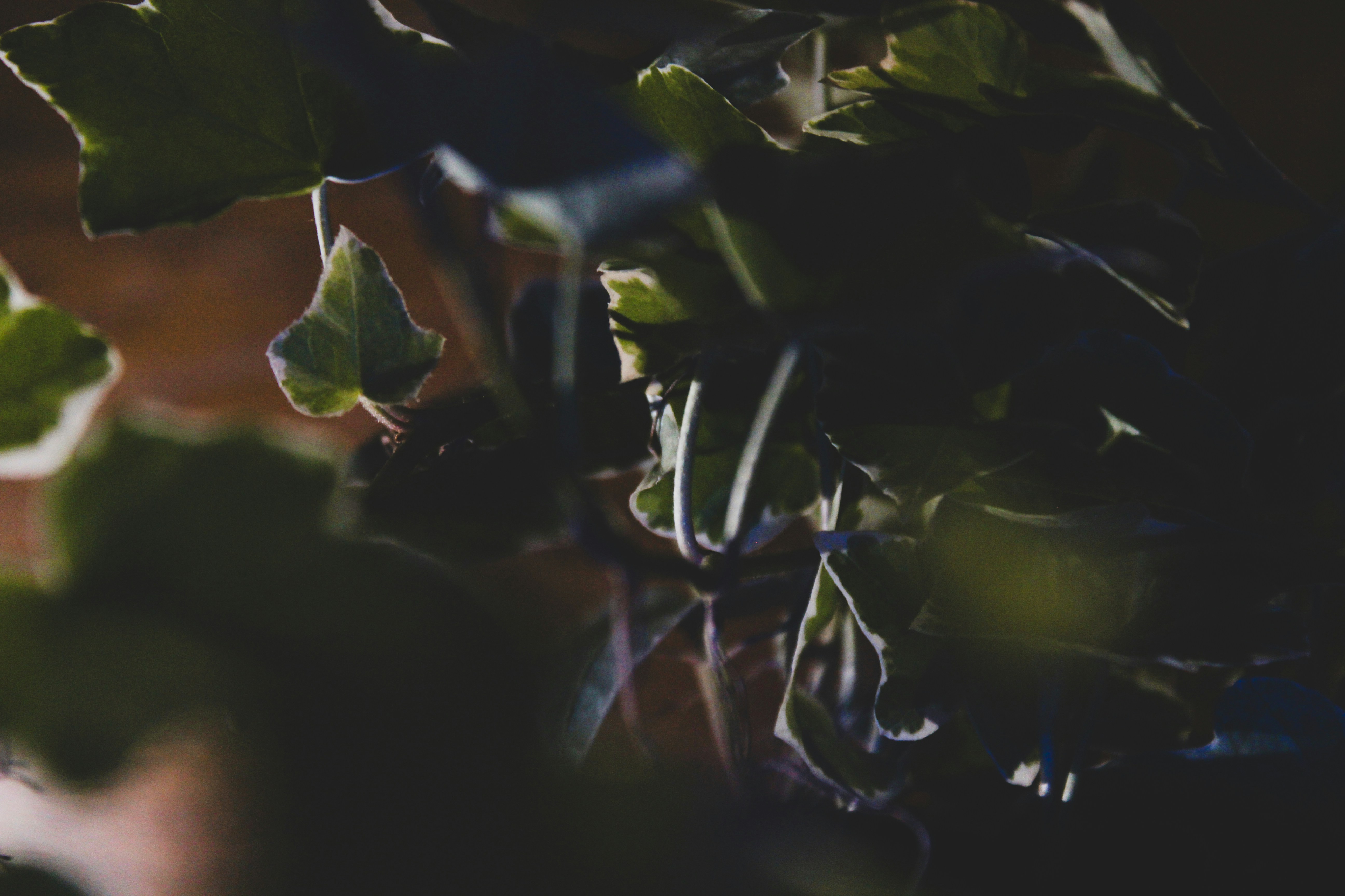 Photo by czapp_arpad