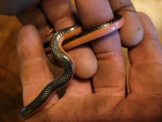 A small snake with a glossy black back and vibrant orange belly is gently held in a person's hand. The scales on the snake glisten, showing a smooth texture. The hand holding the snake appears slightly dirty, suggesting an outdoor setting or interaction.