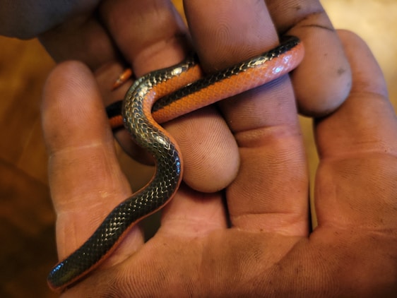A small snake with a glossy black back and vibrant orange belly is gently held in a person's hand. The scales on the snake glisten, showing a smooth texture. The hand holding the snake appears slightly dirty, suggesting an outdoor setting or interaction.