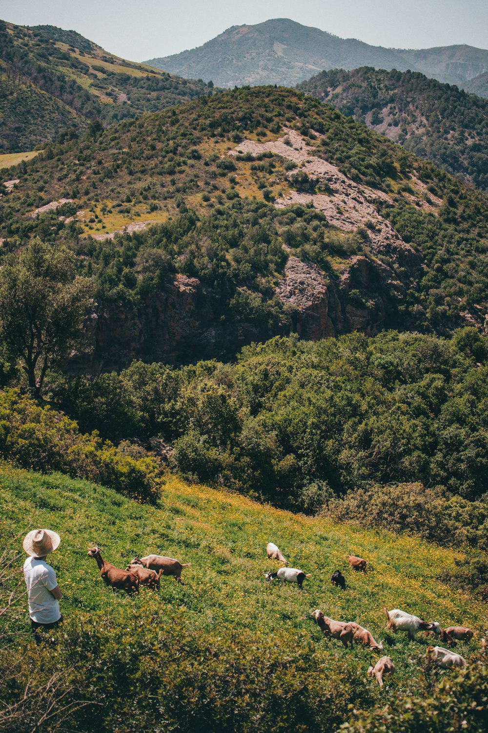 a person sitting on a hill with animals