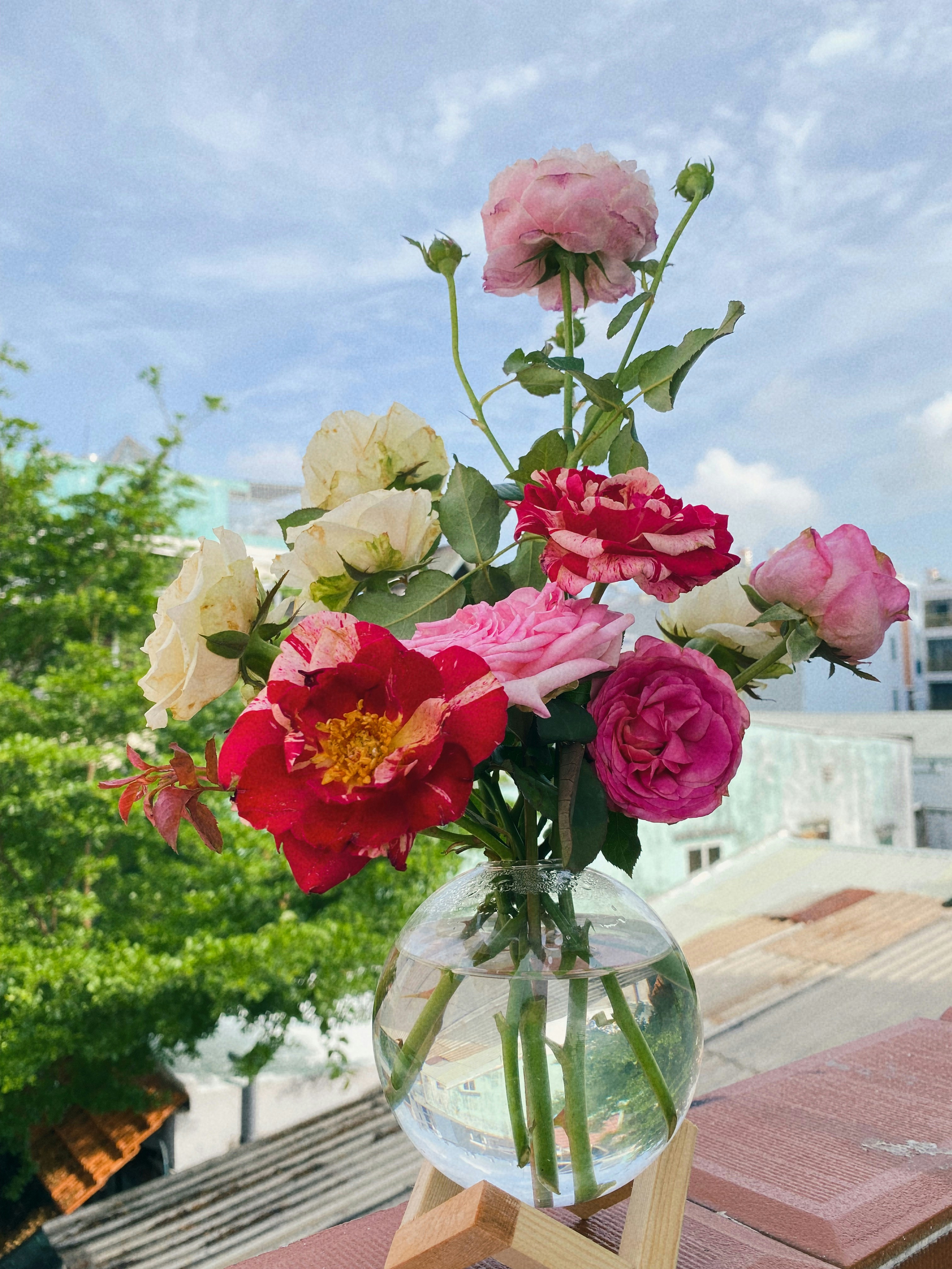 Imagens de Eustoma | Baixe imagens gratuitas na Unsplash