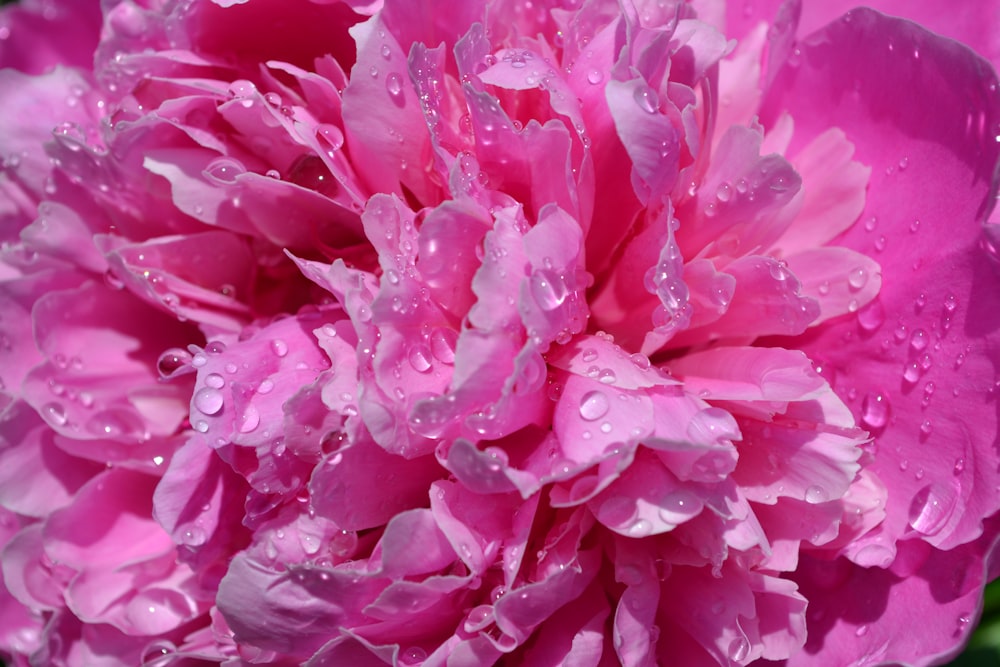 a pink flower with water droplets on it