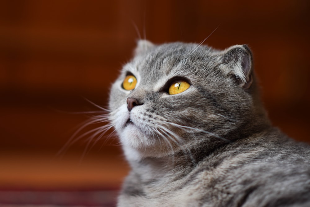 a gray cat with yellow eyes looking up