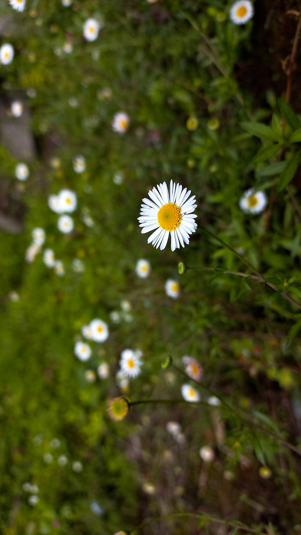 a white flower with a yellow center in a field of daisies