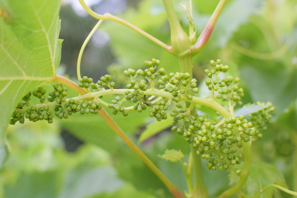 a close up of a plant with green leaves