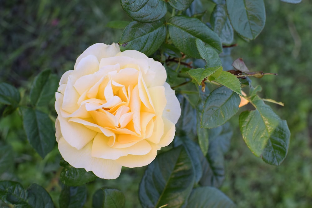 a yellow rose is blooming in a garden