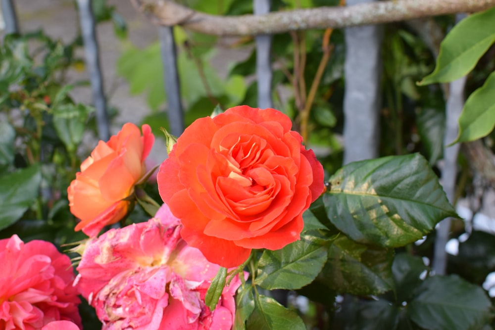 Un primo piano di un mazzo di fiori vicino a una recinzione