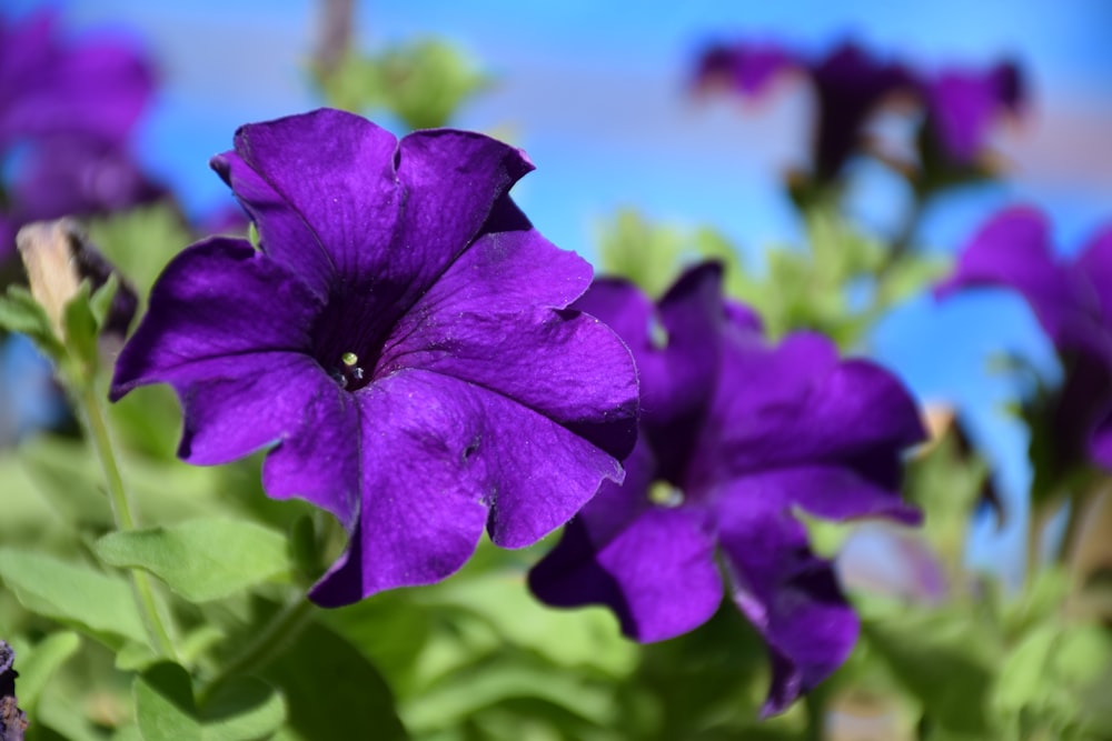 a close up of a purple flower with green leaves