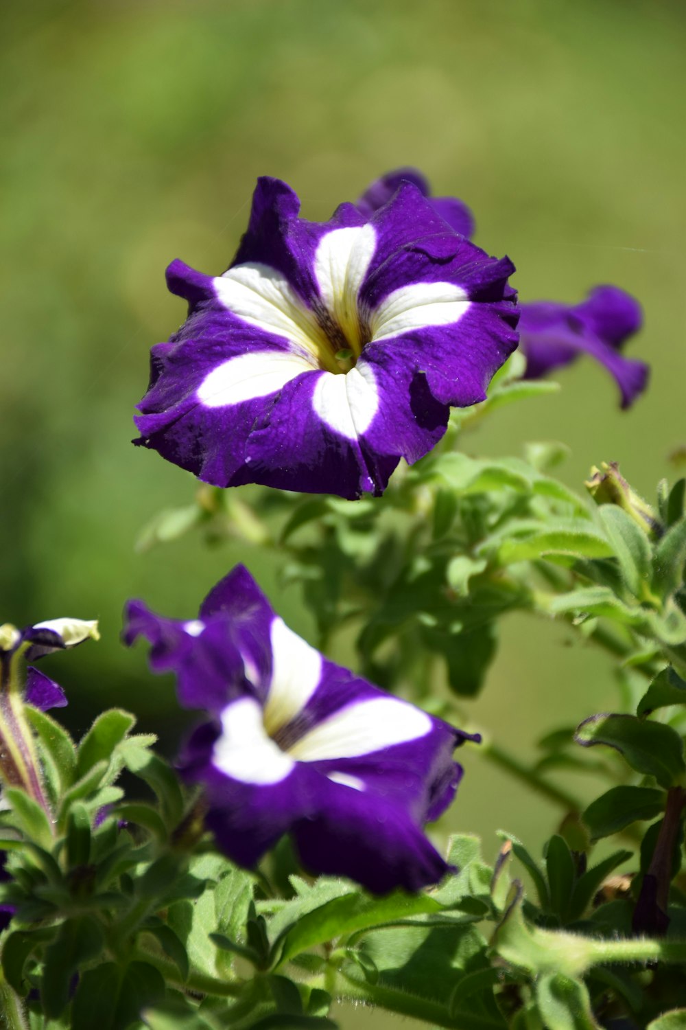 fiori viola e bianchi che sbocciano in un giardino