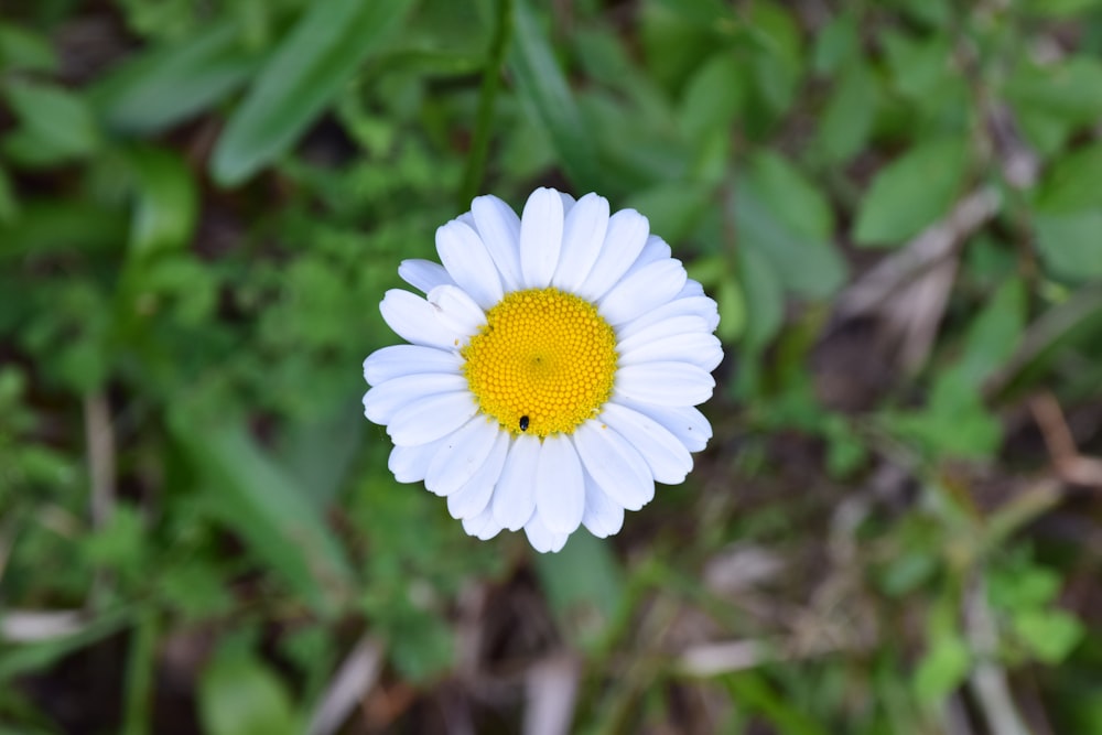 a close up of a white and yellow flower