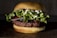A hamburger with a beef patty topped with fresh green lettuce, slices of tomato, onion, mayonnaise, and ketchup, sandwiched between a golden brown bun.