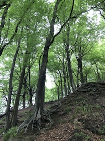 Tall trees with thick trunks and sprawling roots ascend on a sloped, wooded terrain. The canopy is dense with vibrant green leaves, allowing diffused light to filter through. The ground is scattered with dry leaves and appears rugged, with small plants growing amidst the roots.