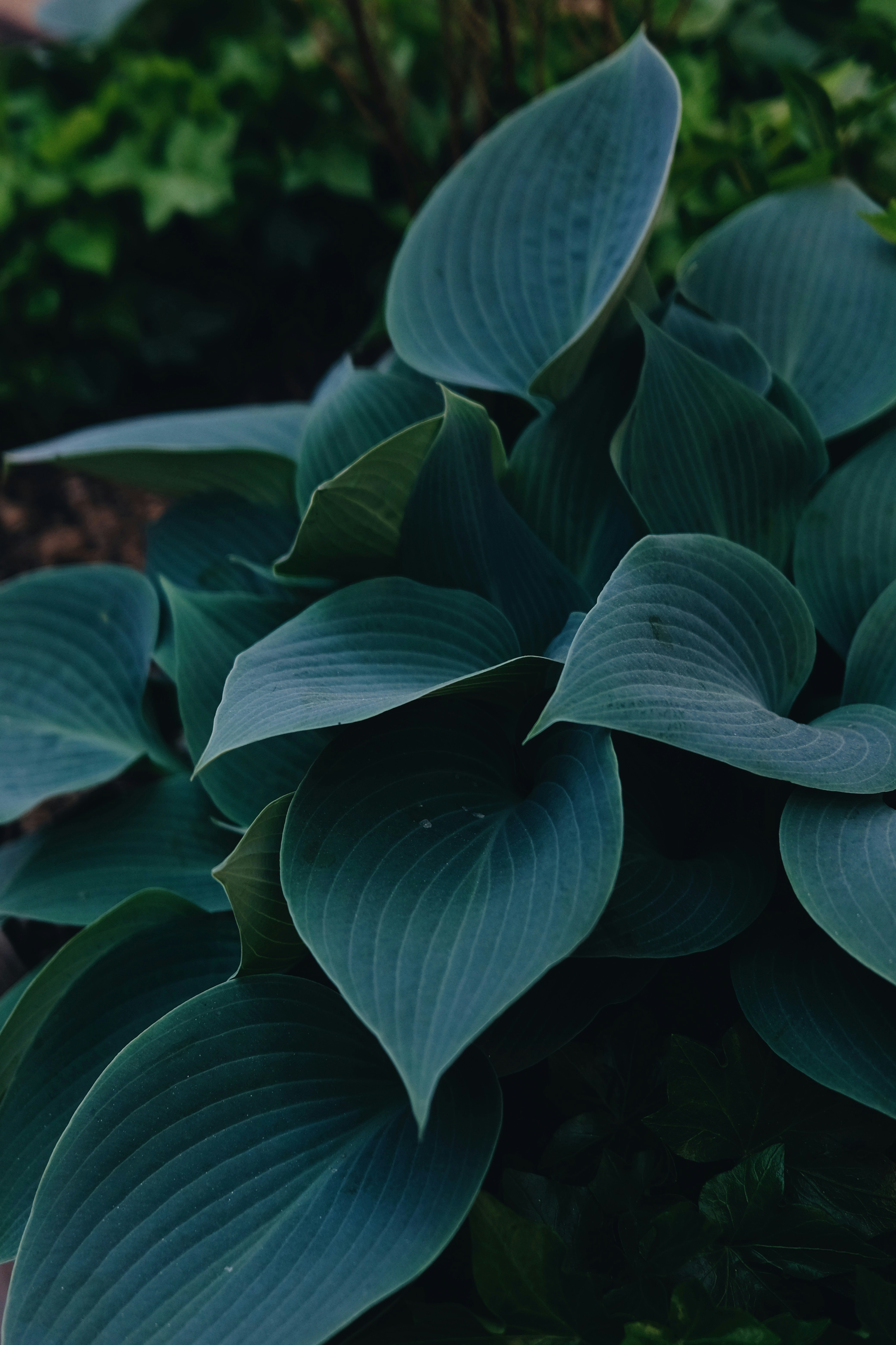 Photo by cherenkevich