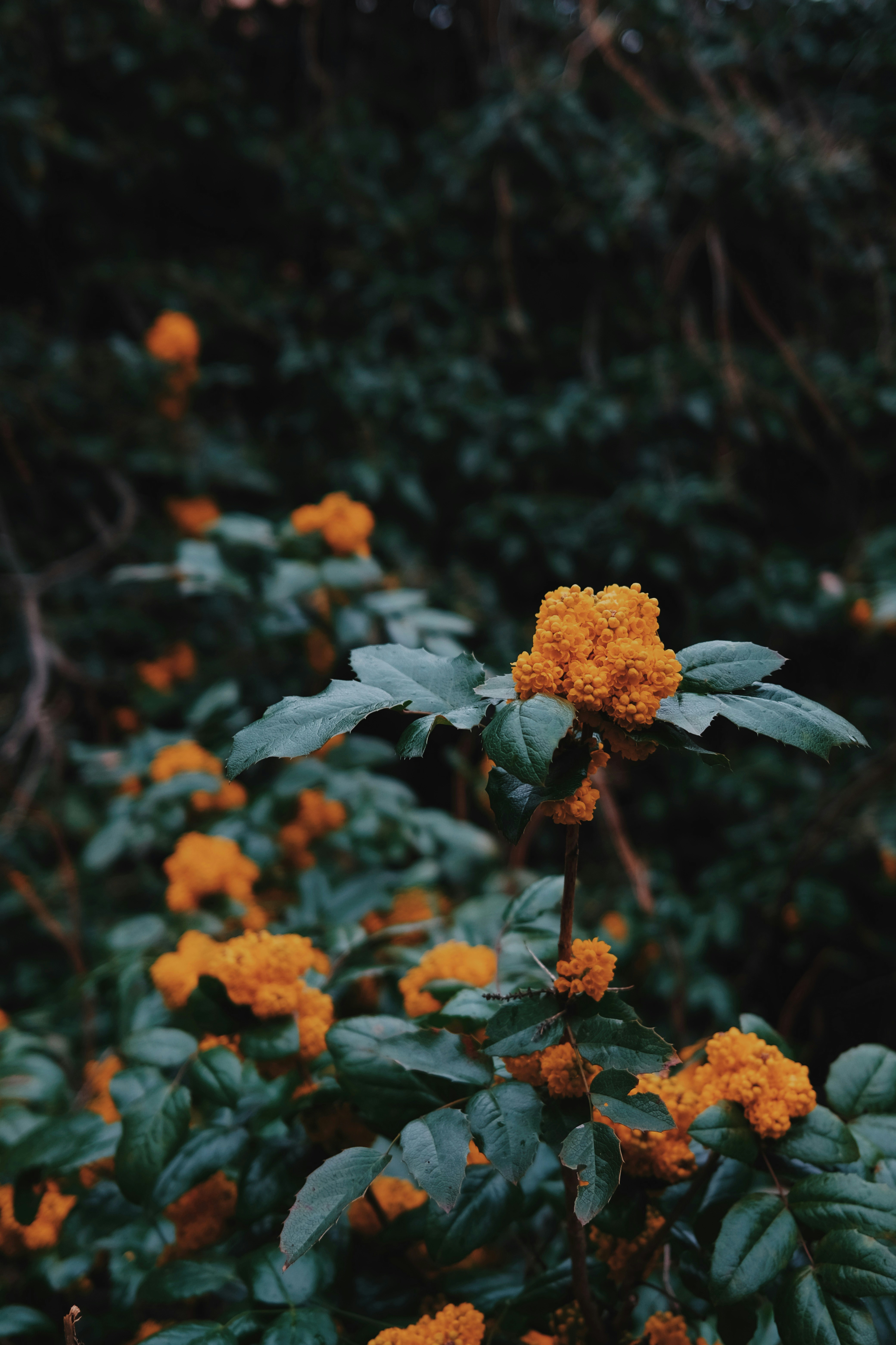 Photo by cherenkevich