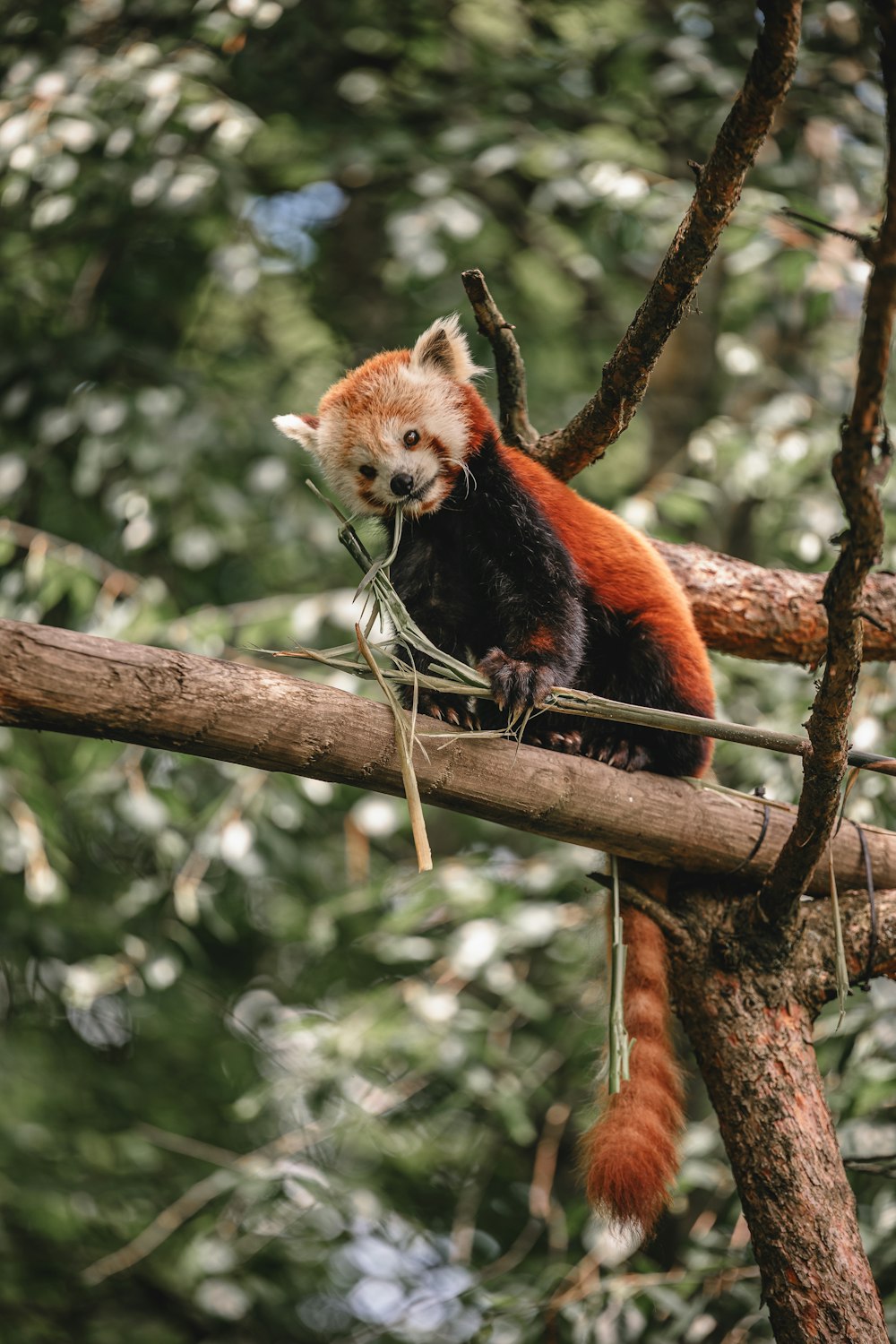 Un panda rosso seduto sulla cima di un ramo di un albero