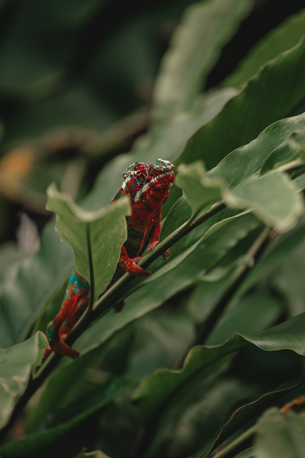 a close up of a leaf with a bug on it