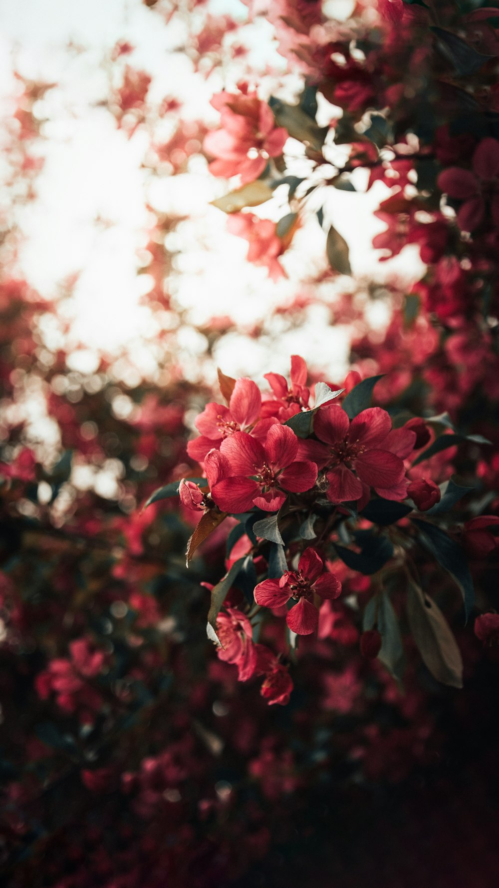 um ramo de flores vermelhas que estão em uma árvore