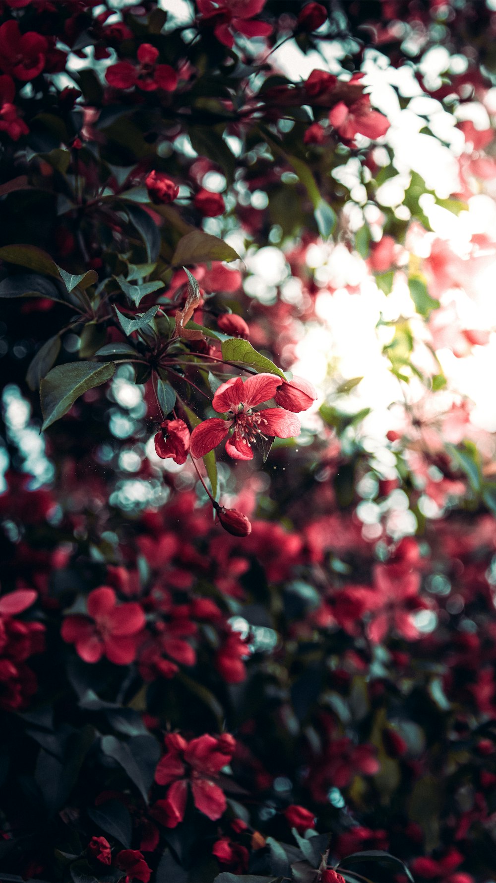 a bunch of red flowers that are on a tree