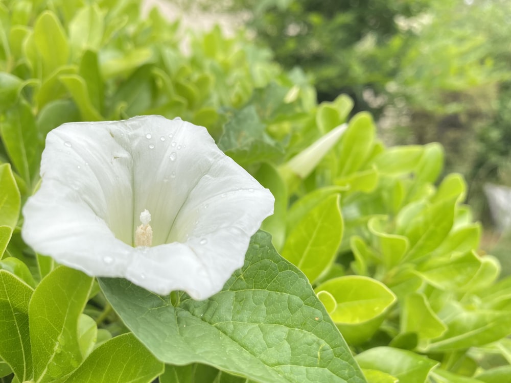 a white flower with green leaves in the background