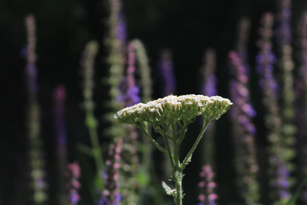 a field full of purple and white flowers