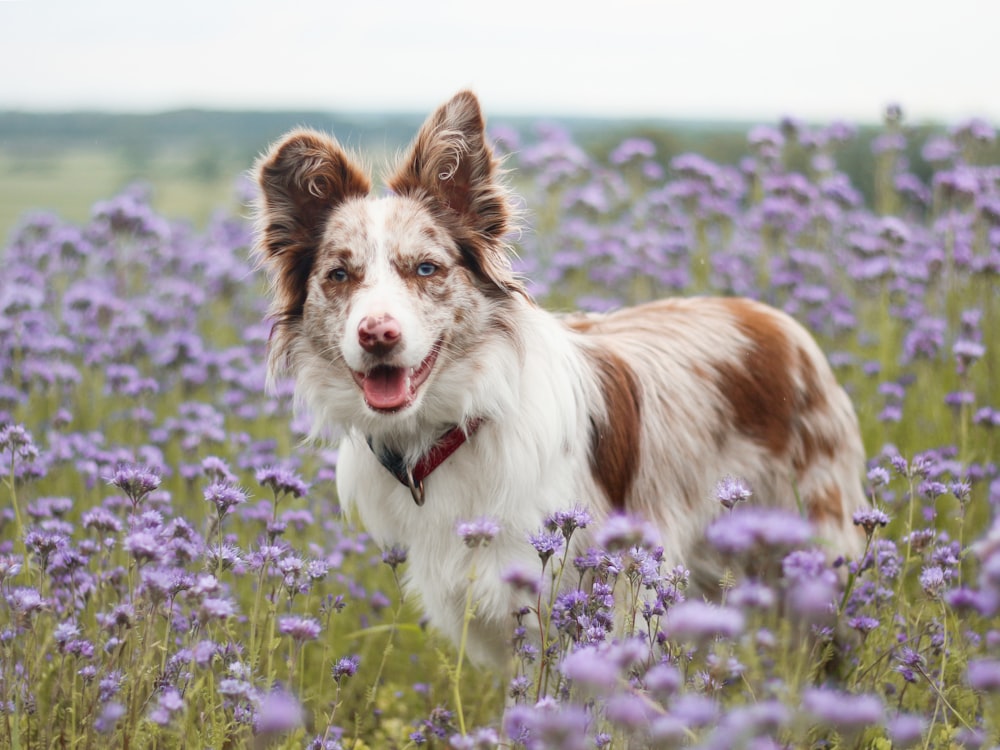 a dog standing in a field of purple flowers