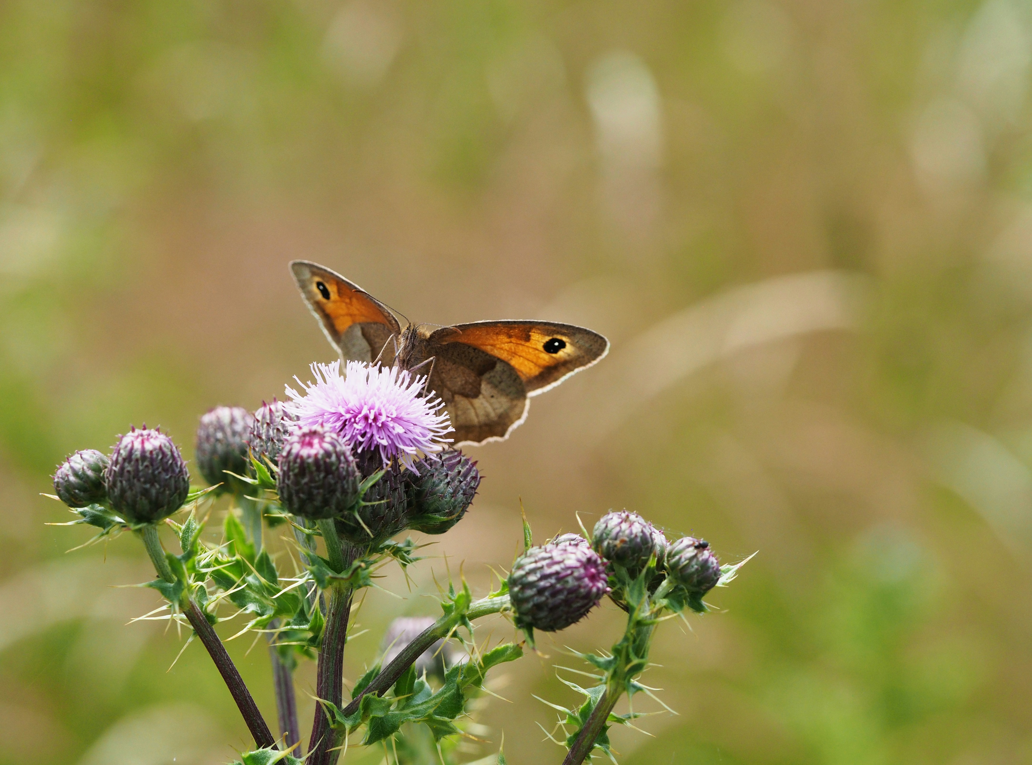 Photo by bigponorris