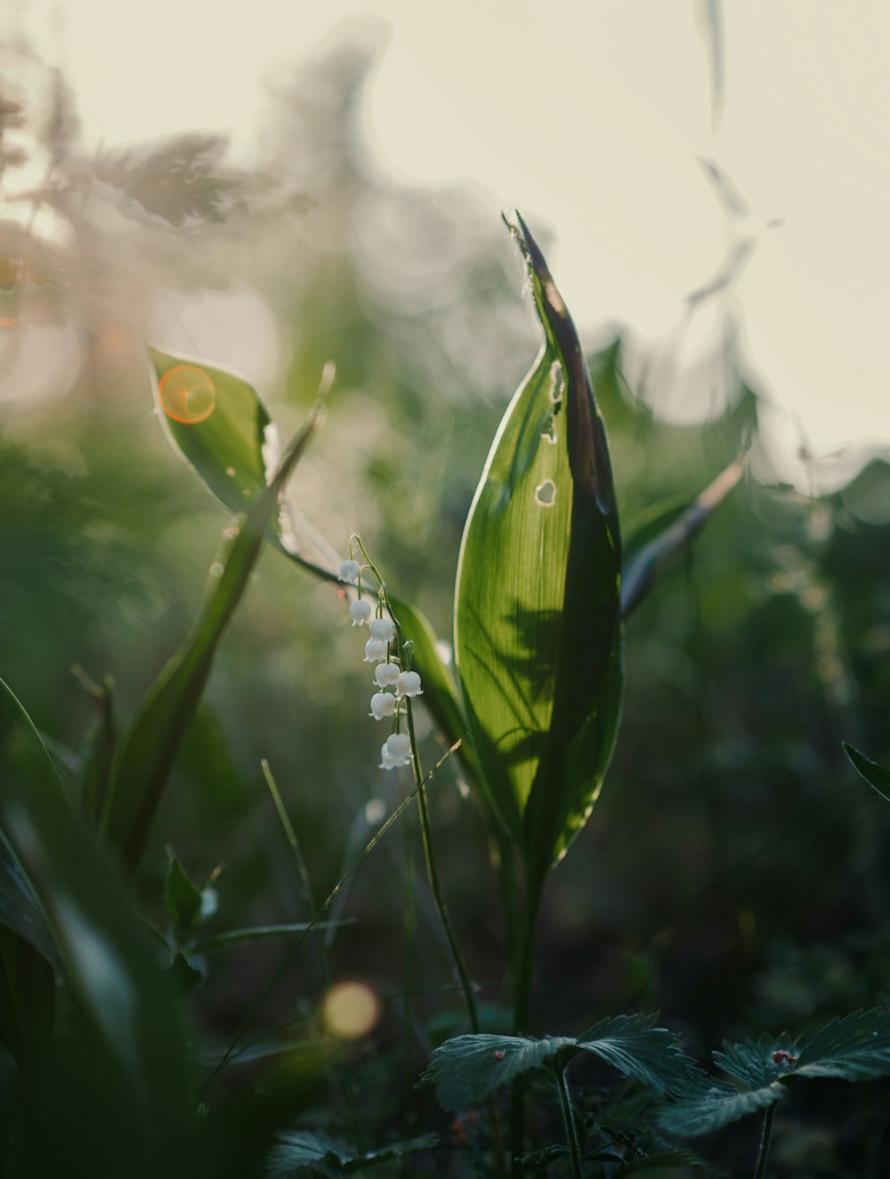 a close up of a plant with a blurry background