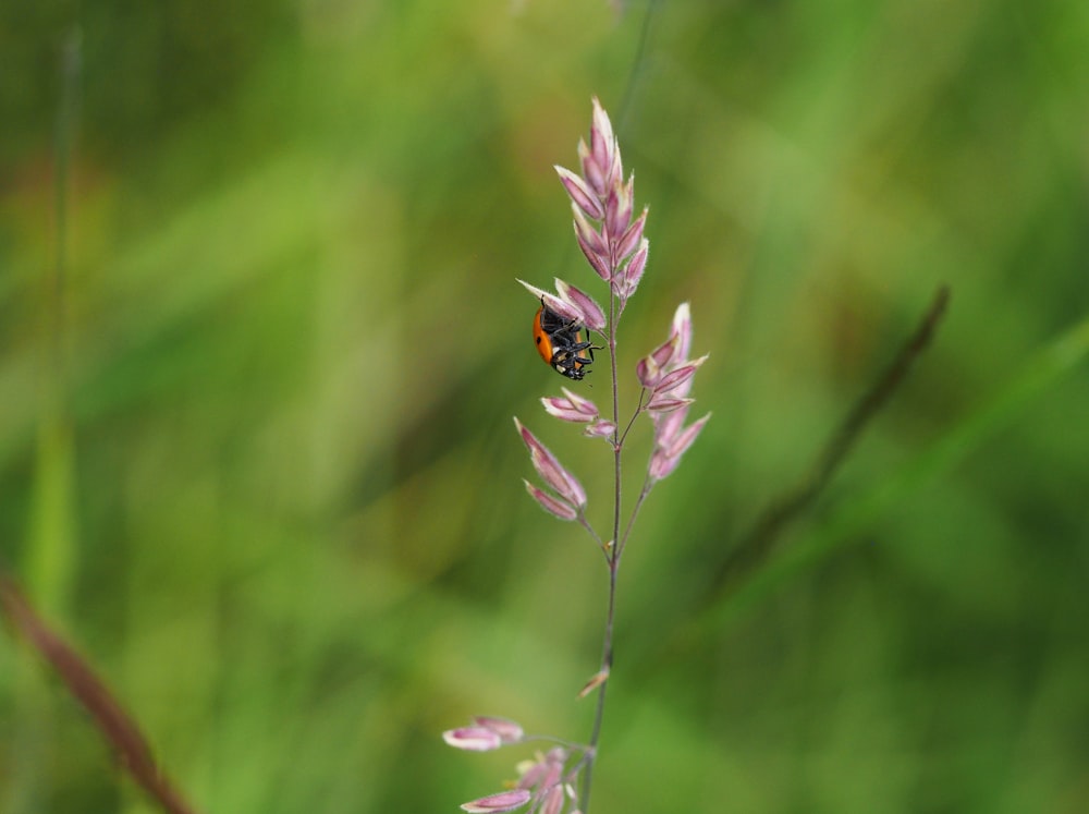a small red and black insect sitting on top of a purple flower