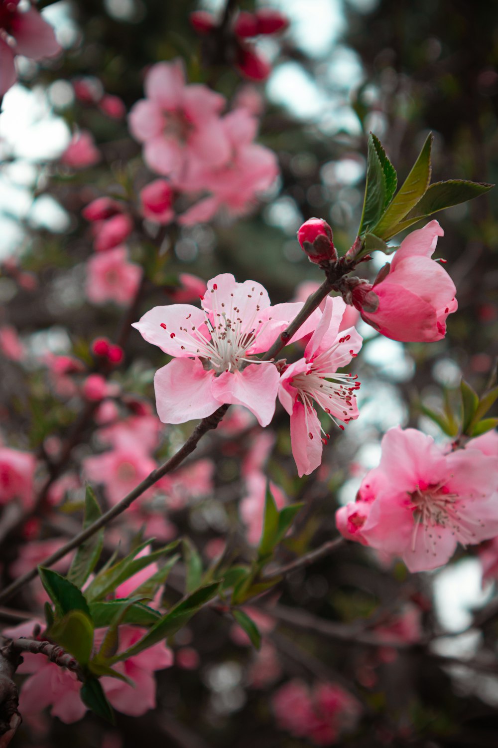 pink flowers blooming on the branches of a tree